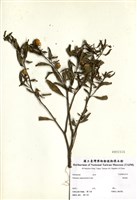 藏品(瑪瑙珠)的圖片